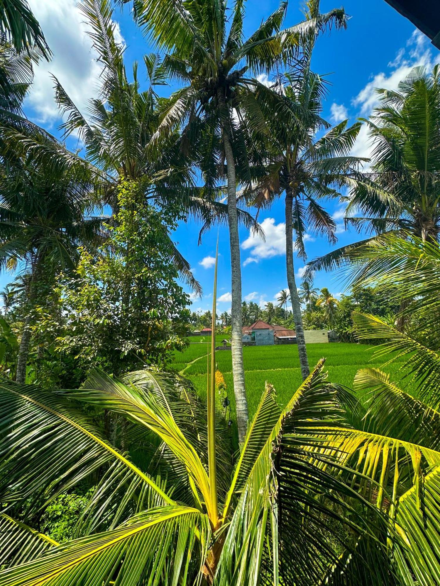 Nunu Bali Eco Friendly Retreat Hotel Canggu Exterior foto