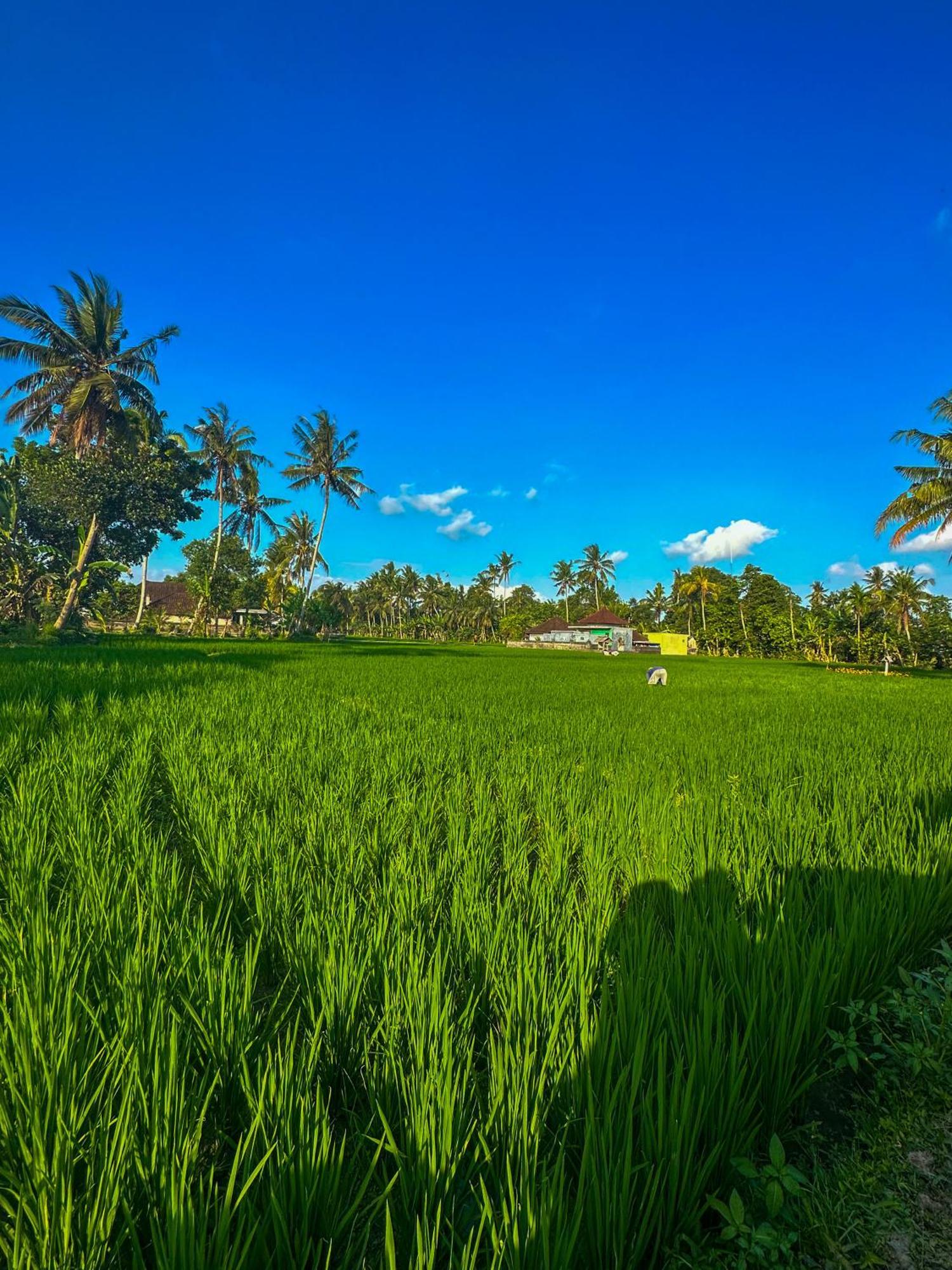 Nunu Bali Eco Friendly Retreat Hotel Canggu Exterior foto